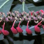 Norantea guianensis Fruct
