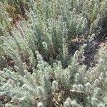 Artemisia austriaca Hábito