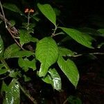 Psychotria racemosa Arall