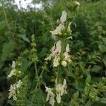 Stachys spinulosa Žiedas