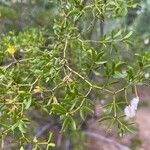 Larrea tridentata ᱥᱟᱠᱟᱢ