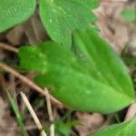 Anemonoides quinquefolia Feuille