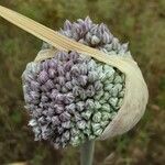 Allium cepa Flor