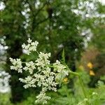 Chaerophyllum aureum Blatt