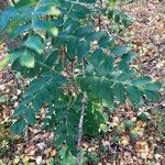 Caragana arborescens برگ