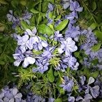 Plumbago auriculataFlower