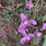 Bletia purpurea Blomst