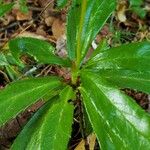 Chimaphila umbellata Lehti