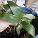 Monstera lechleriana Ліст