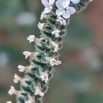 Heliotropium europaeum Flower