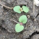 Euphorbia serpens Blatt