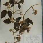 Clematis buchananiana Otro