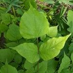 Amphicarpaea bracteata Blatt