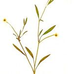 Ranunculus flammula Fula