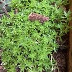 Sedum japonicum Lapas