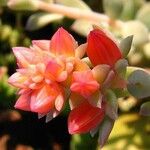 Echeveria carnicolor Flower