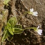 Pinguicula crystallina Buveinė