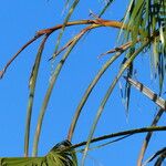 Washingtonia filifera Кветка