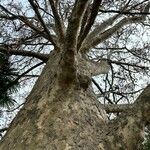 Platanus occidentalis Bark