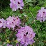 Rhododendron augustinii Flower