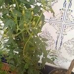Jasminum polyanthum Листок