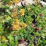 Alchemilla glaucescens Flower