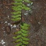 Nephrolepis undulata Blatt