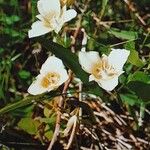 Calochortus apiculatus