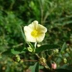 Sida rhombifolia Λουλούδι