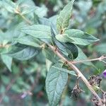 Buddleja lindleyana Fuelha