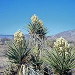 Yucca schidigera Habitus