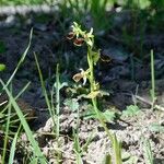 Ophrys arachnitiformis മറ്റ്