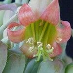 Cotyledon orbiculata Flower