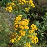 Tanacetum vulgareKvět