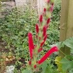 Salvia cinnabarina Flor