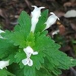 Lamium bifidum Leaf