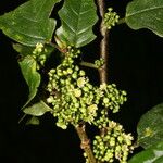 Colubrina spinosa Кветка