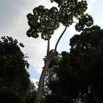 Cussonia brieyi Hábito