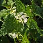Lamium album Flower