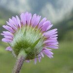 Erigeron alpinus Kvet