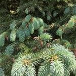 Picea chihuahuana অভ্যাস