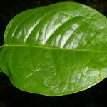Matelea picturata Leaf