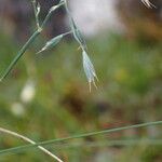 Festuca polycolea Flower