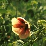 Abutilon hirtum Květ