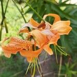 Lilium henryi Flor