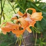 Lilium henryi Flower