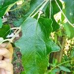 Solanum paniculatum Blatt