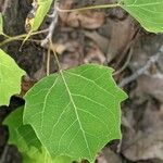 Populus grandidentata Folha