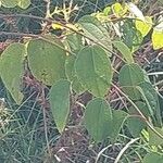 Cercidiphyllum japonicum Blad