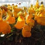 Calceolaria uniflora Цветок